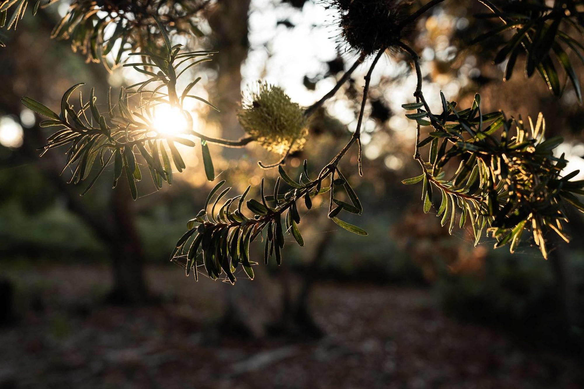 Numie - Freycinet Peninsula - Glamping - Heated - Waterfront Ξενοδοχείο Coles Bay Εξωτερικό φωτογραφία