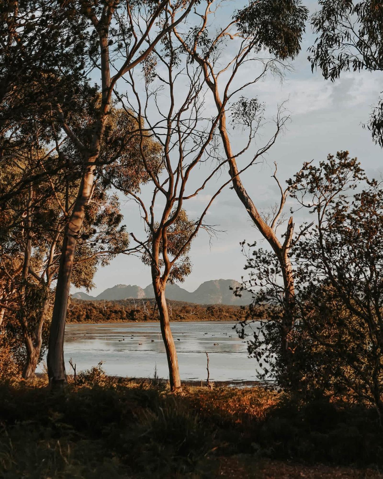 Numie - Freycinet Peninsula - Glamping - Heated - Waterfront Ξενοδοχείο Coles Bay Εξωτερικό φωτογραφία